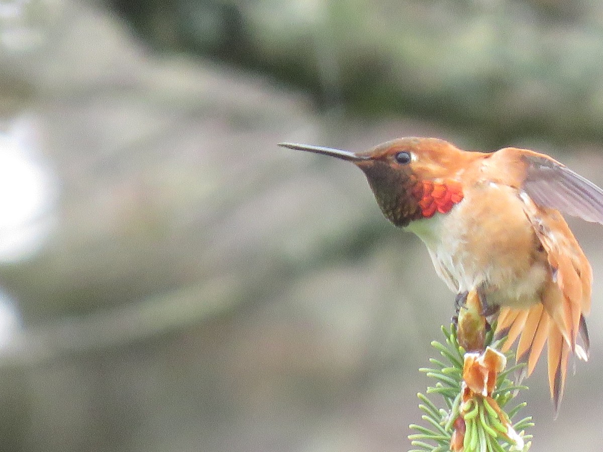 Rufous Hummingbird - Phil Wegener