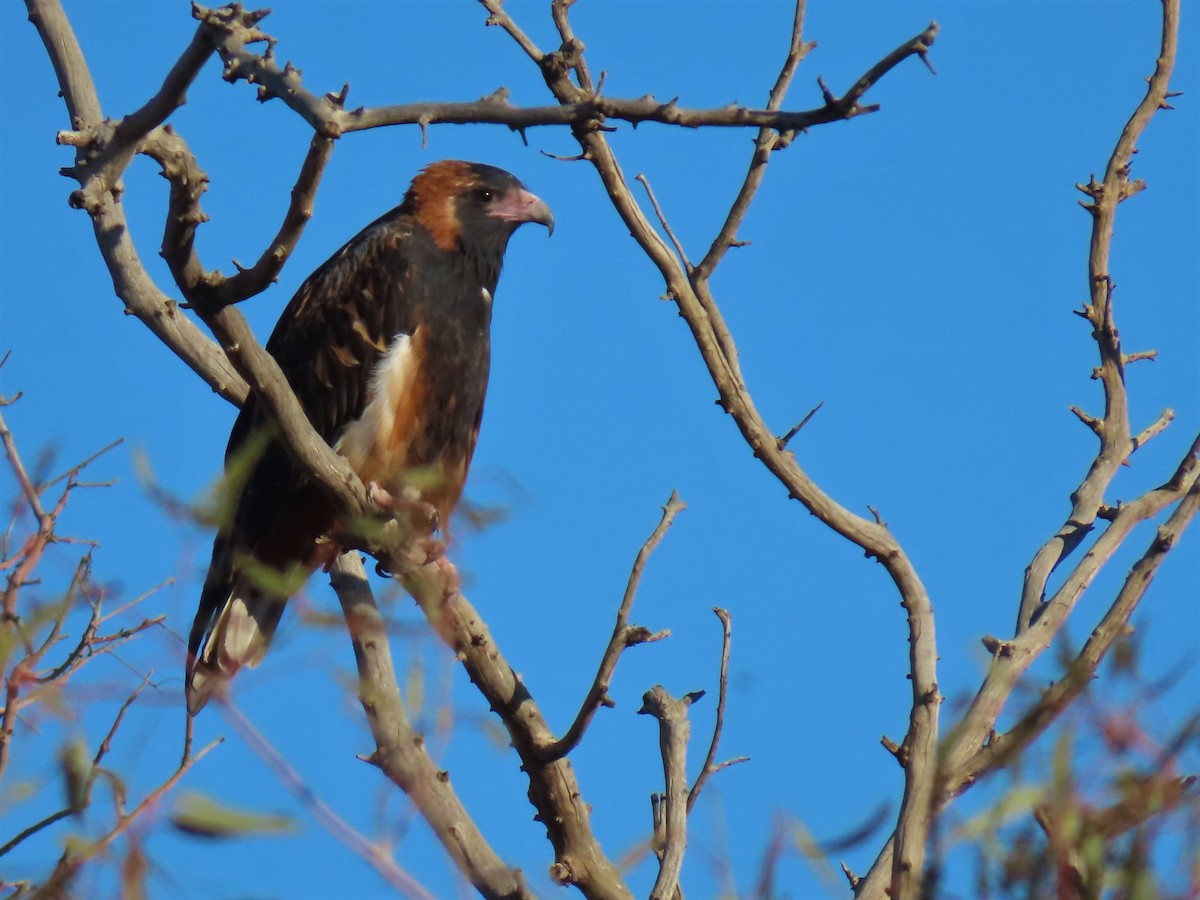 Black-breasted Kite - ML618136035