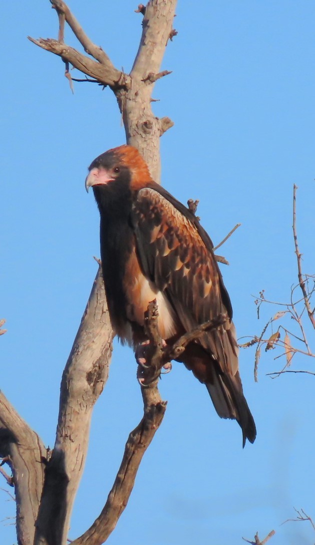 Black-breasted Kite - ML618136036