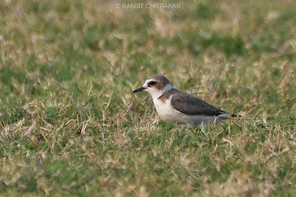 Kentish Plover - ML618136044