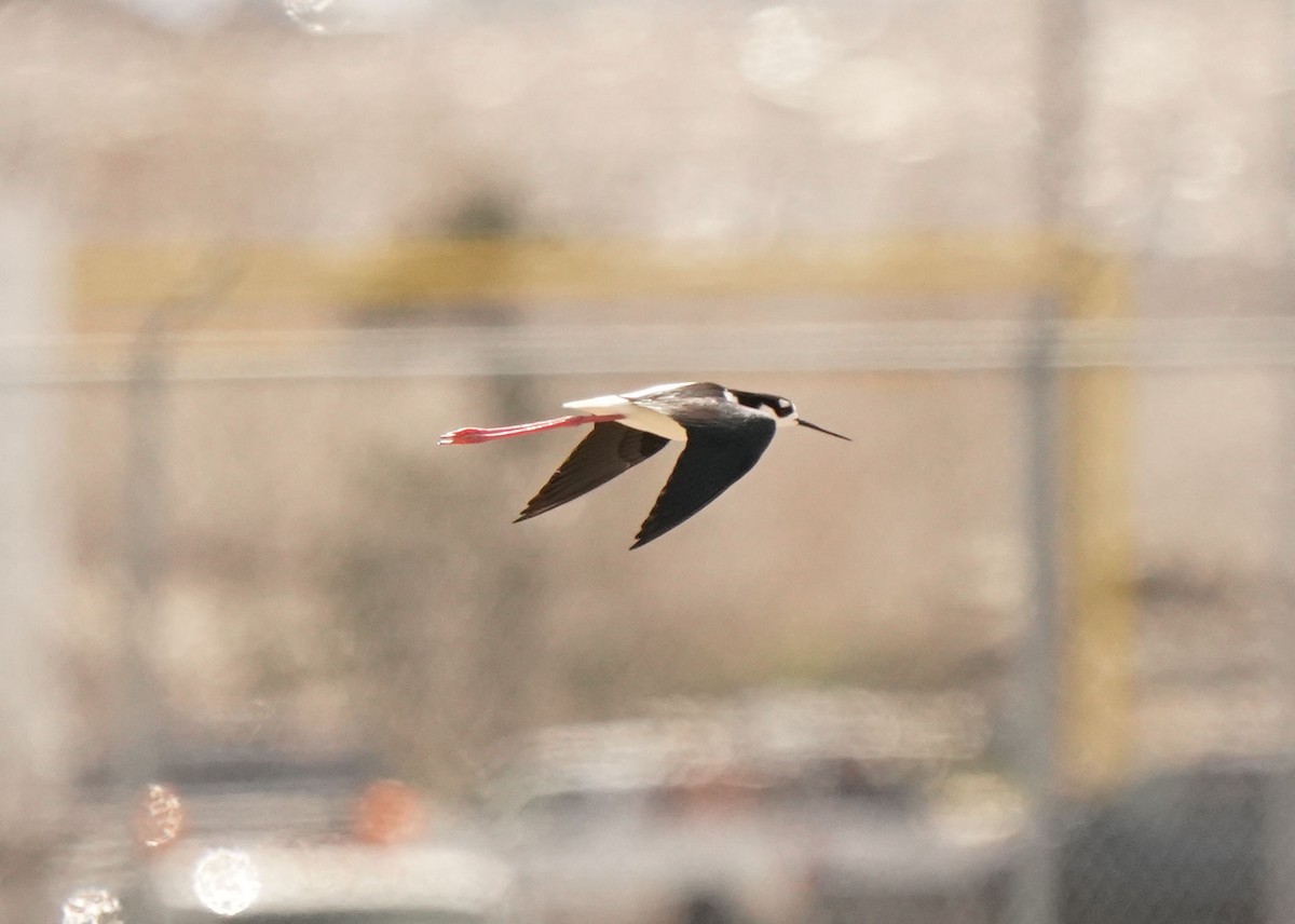 Black-necked Stilt - Pam Hardy