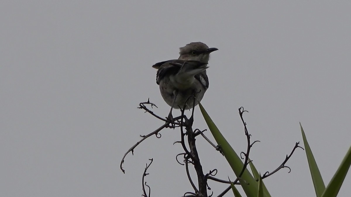 Northern Mockingbird - Bruce Schine