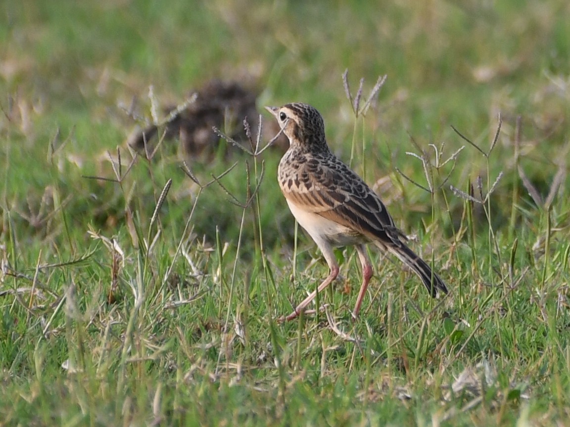 Paddyfield Pipit - ML618136091