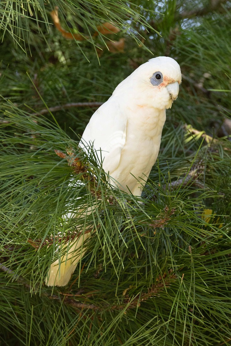 Little Corella - Eric VanderWerf