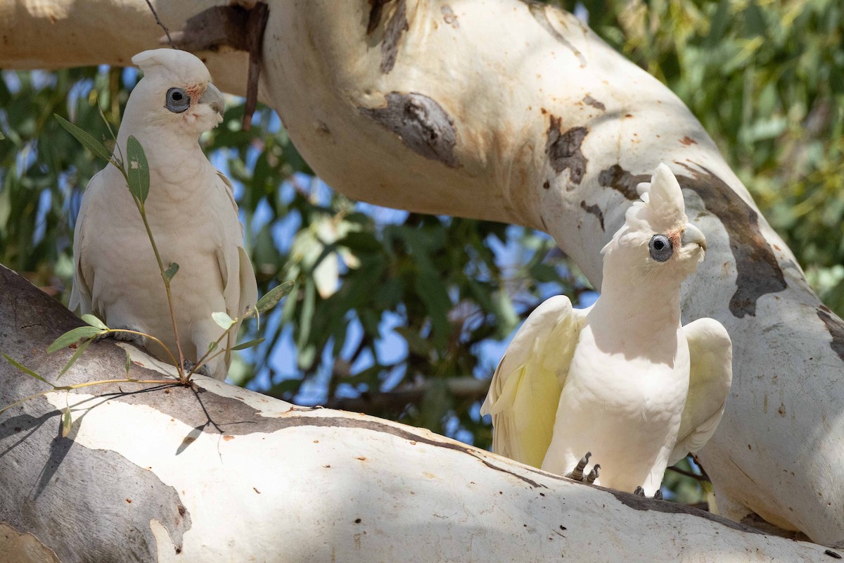 Little Corella - Eric VanderWerf