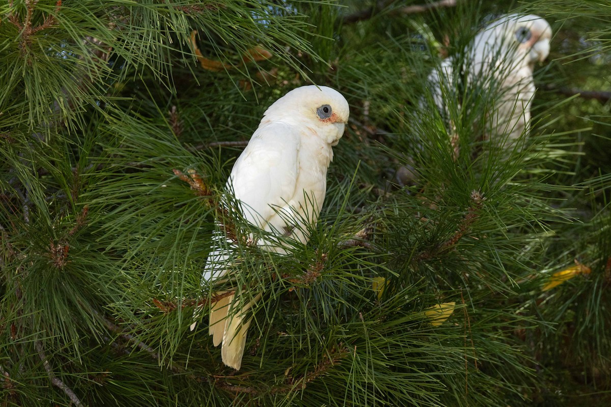 Little Corella - Eric VanderWerf