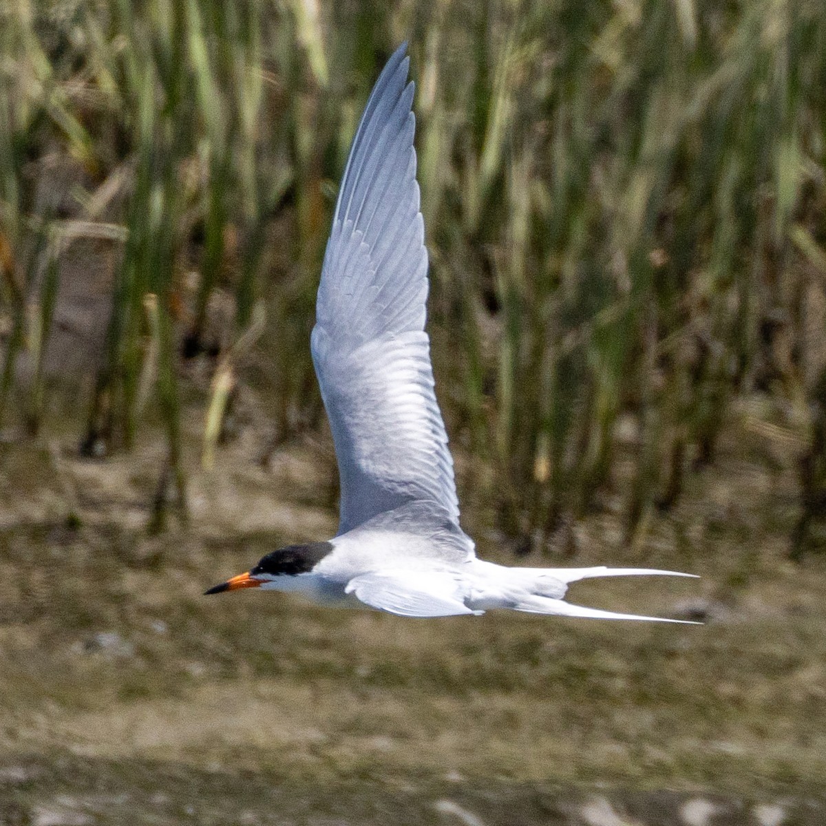 Forster's Tern - ML618136136