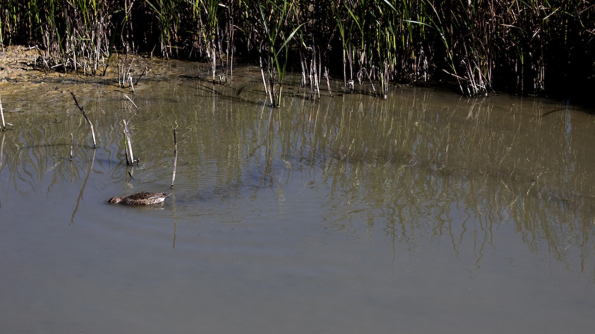 Green-winged Teal - Ivar Husa