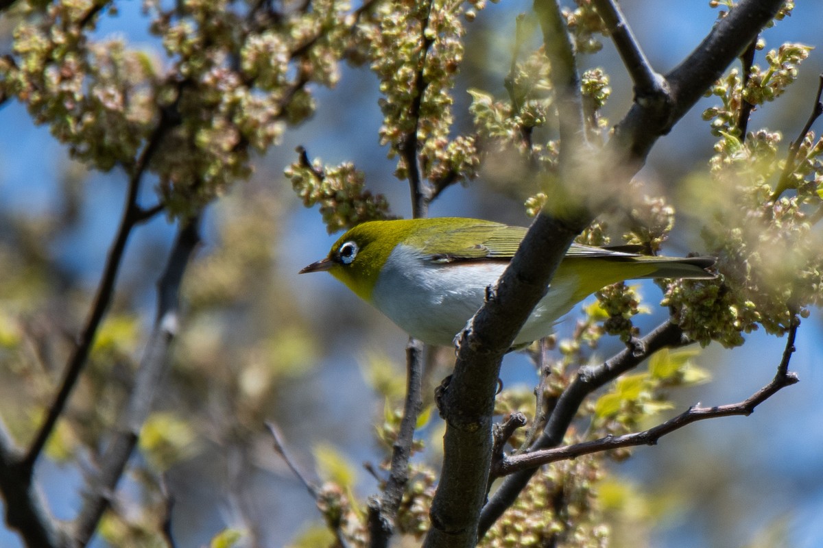 Chestnut-flanked White-eye - Sangyoon Lee