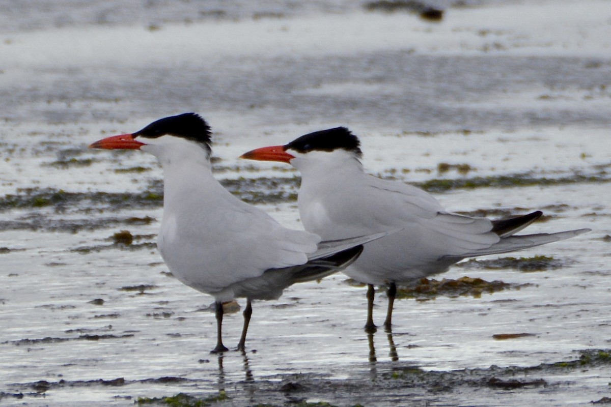 Caspian Tern - lise owens