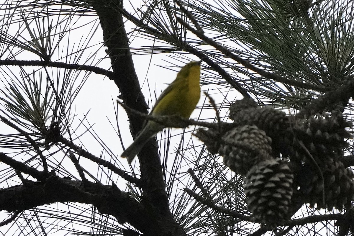 Pine Warbler - Tom Cassaro