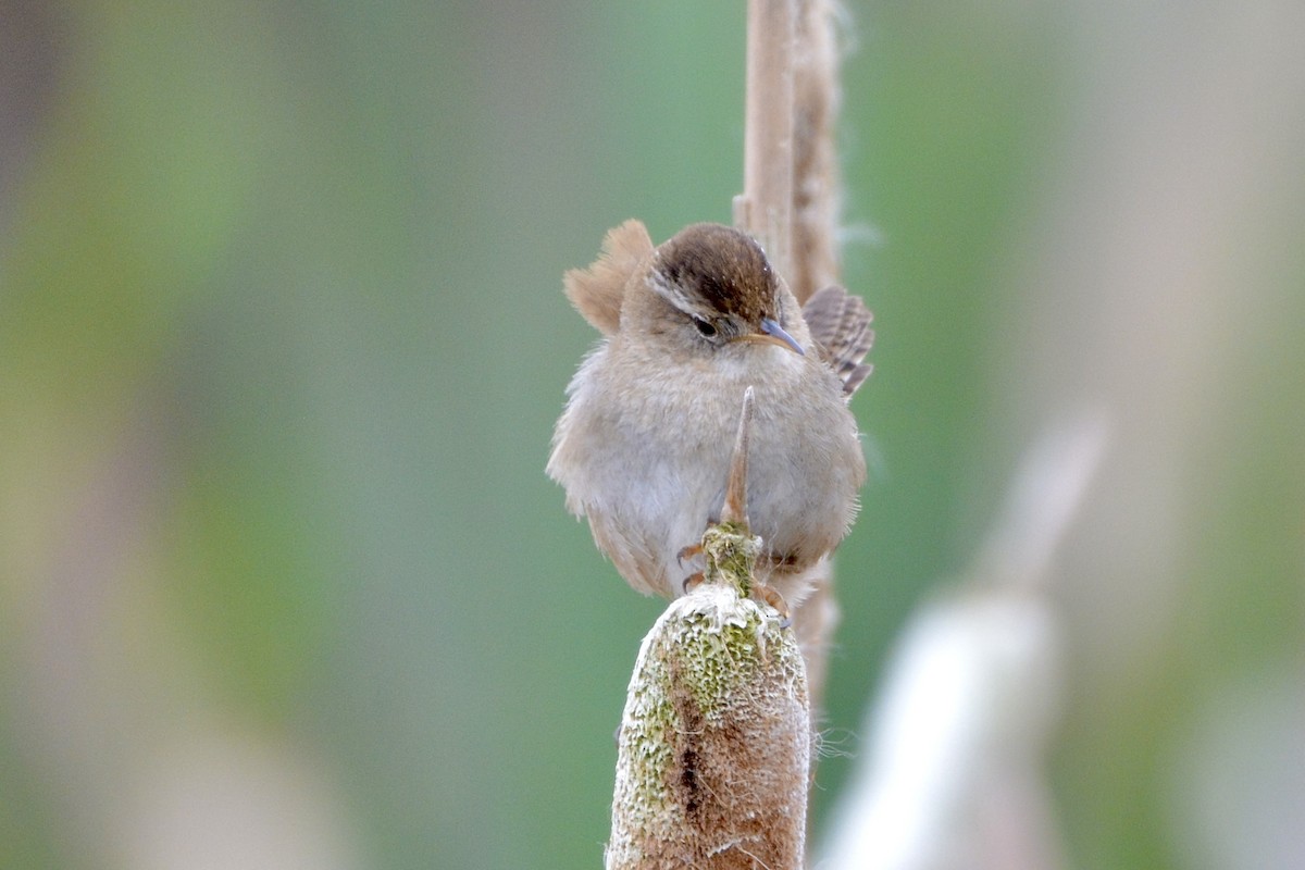 Marsh Wren - ML618136160