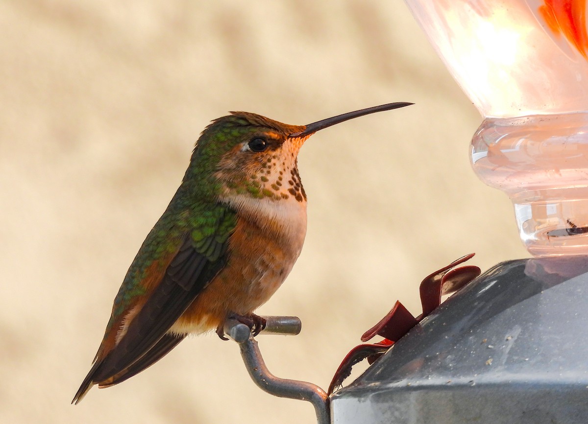 Allen's Hummingbird - James Earles