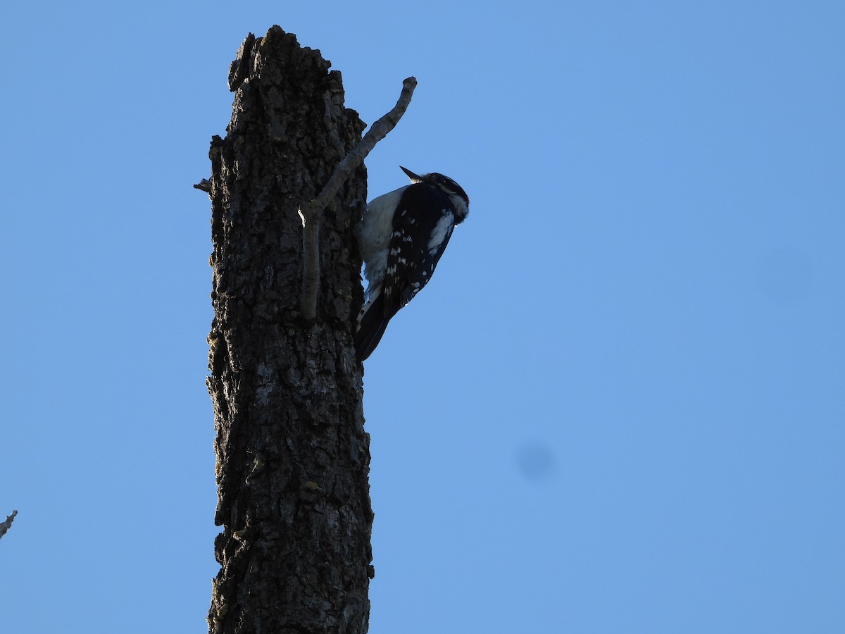 Downy Woodpecker - Howard Friedman