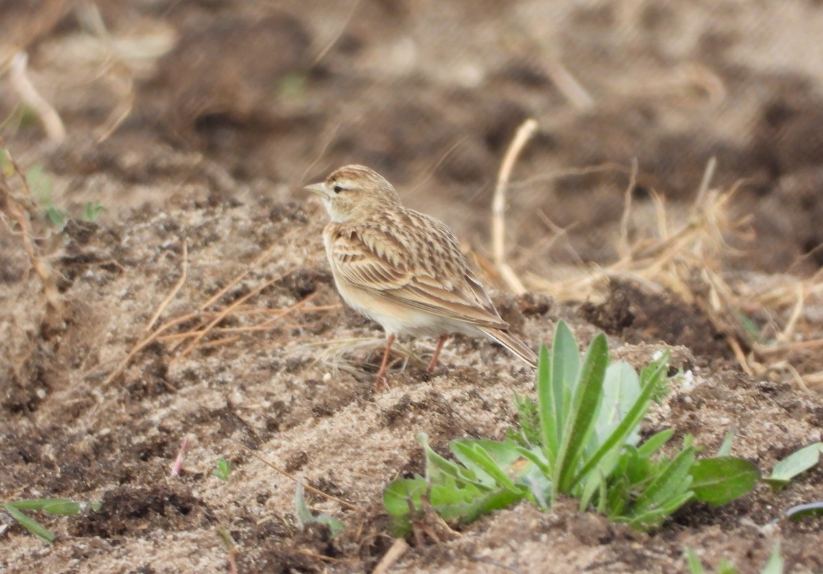 Greater Short-toed Lark - Manuel Vega Uyá