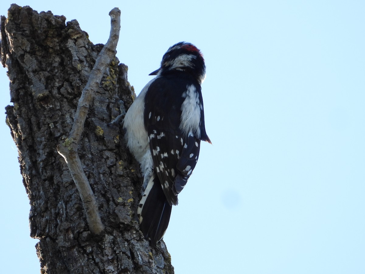 Downy Woodpecker - Howard Friedman