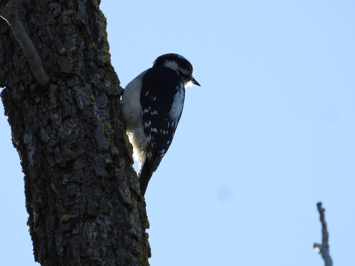 Downy Woodpecker - Howard Friedman