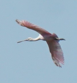 Roseate Spoonbill - ML618136181