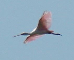 Roseate Spoonbill - ML618136182