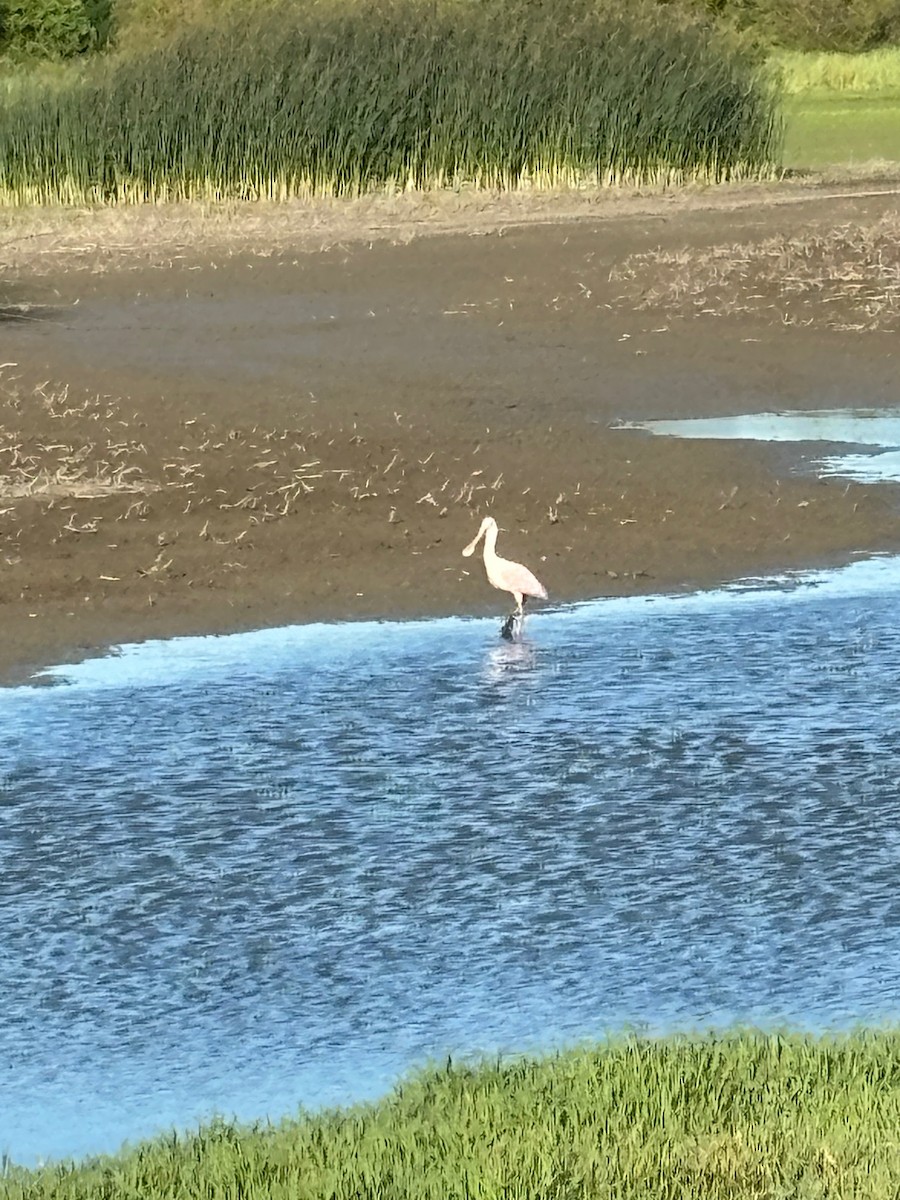 Roseate Spoonbill - ML618136183