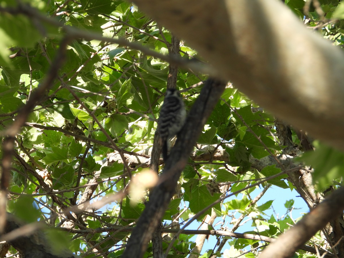 Nuttall's Woodpecker - Howard Friedman