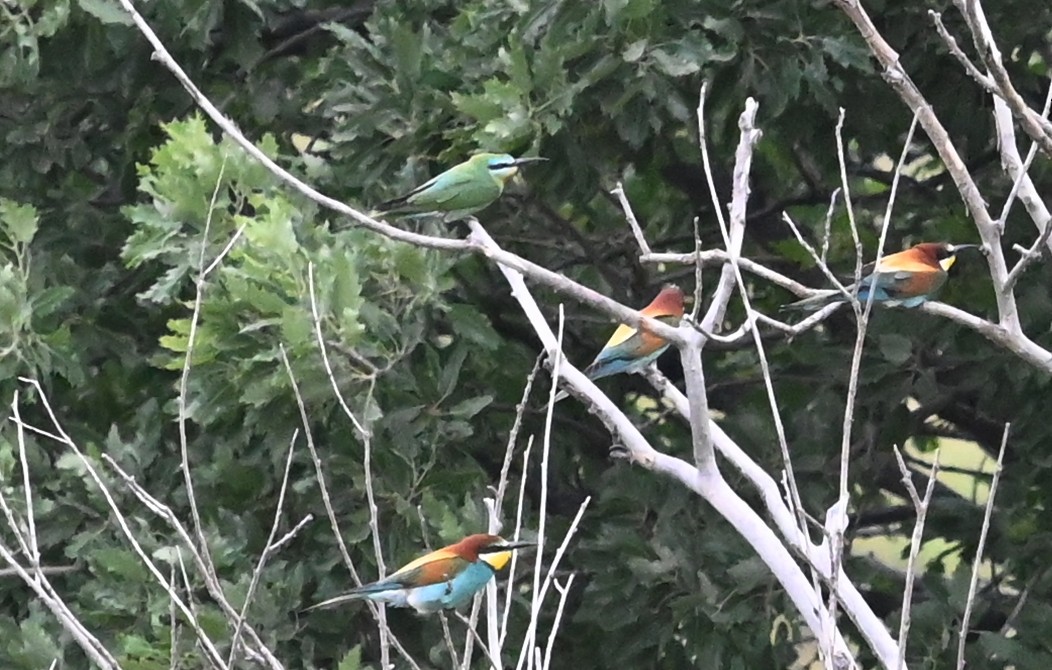 Blue-cheeked Bee-eater - ML618136197