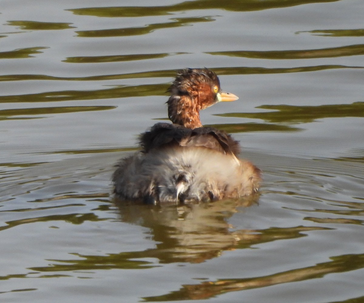 Little Grebe - Prof Chandan Singh Dalawat