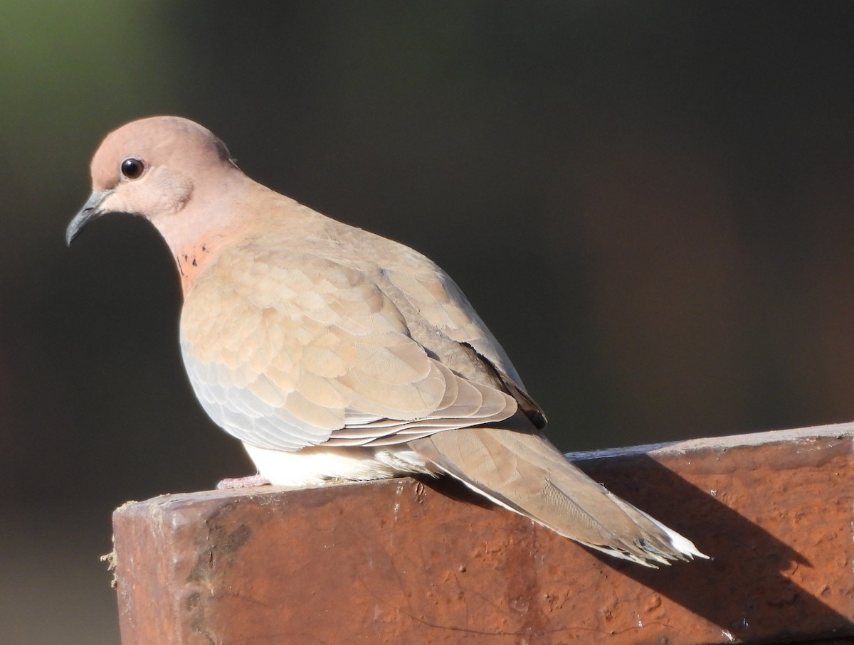 Laughing Dove - Prof Chandan Singh Dalawat