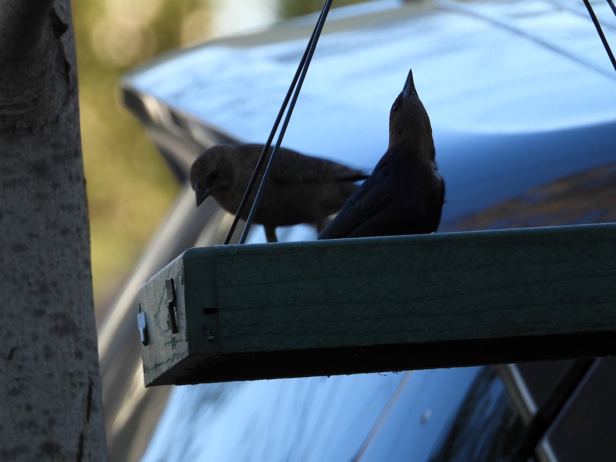 Brown-headed Cowbird - Howard Friedman