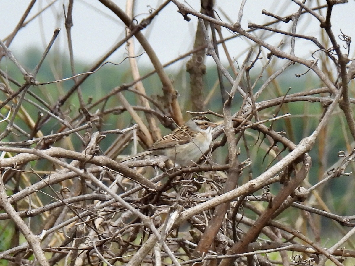 Clay-colored Sparrow - Jana Singletary