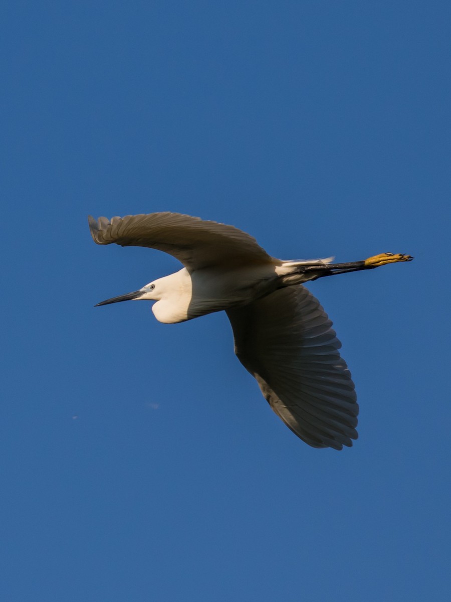 Little Egret - Milan Martic