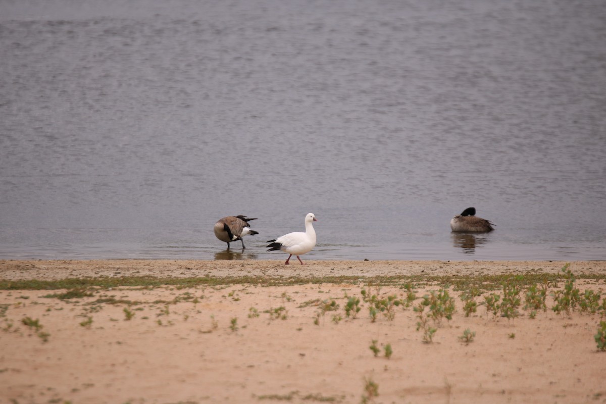 Ross's Goose - ML618136250