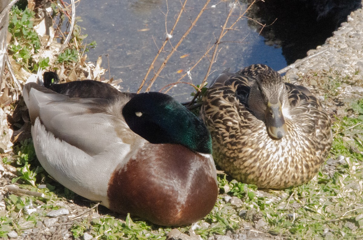 Mallard - Connor Wade