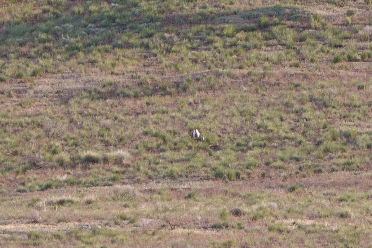 Greater Sage-Grouse - Lisa Hansen