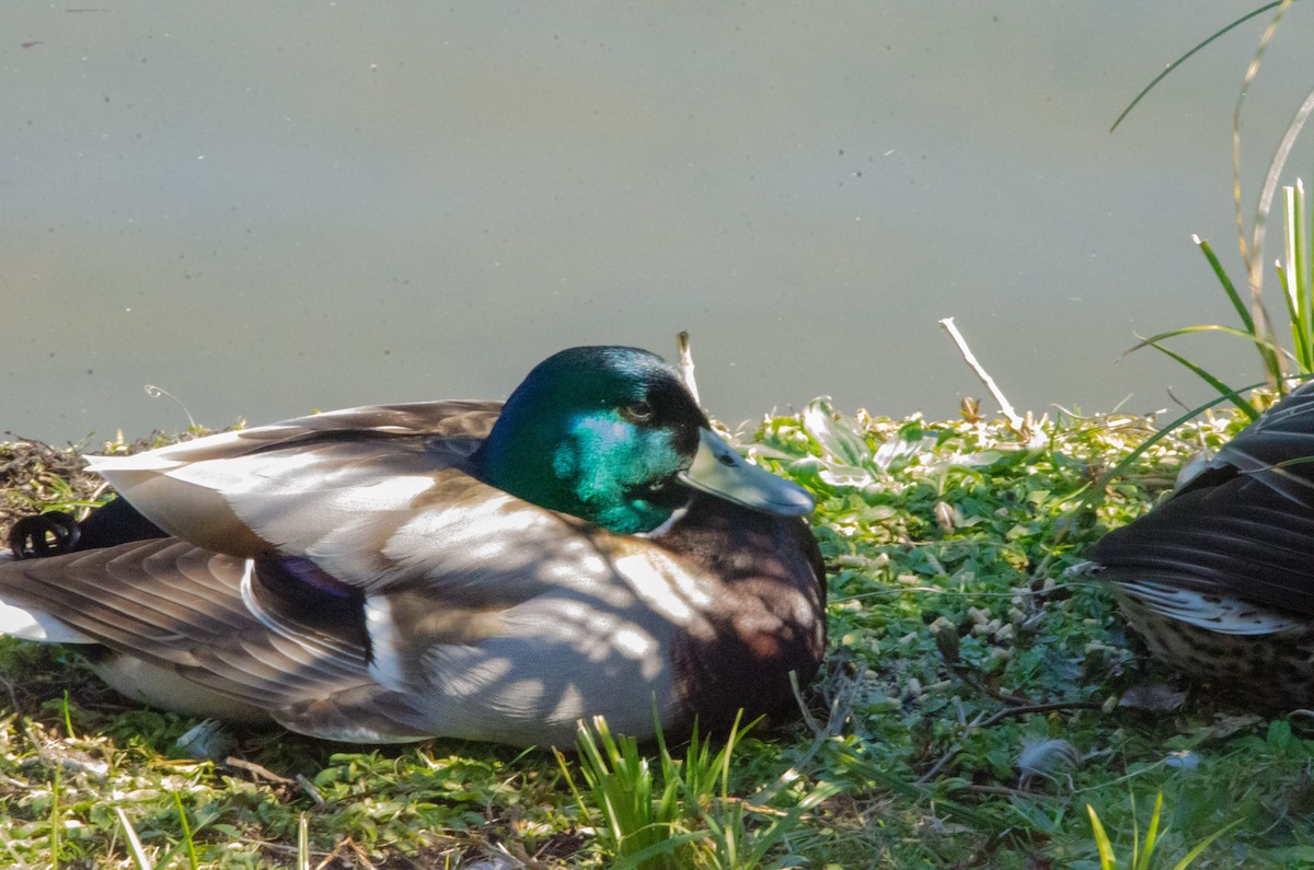 Mallard - Connor Wade