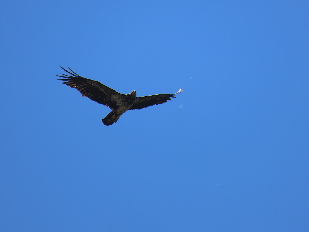 Bald Eagle - ML618136282