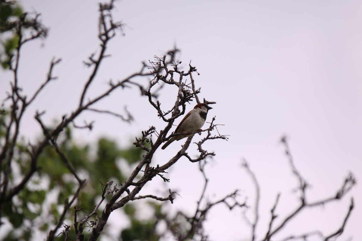 House Sparrow - Colby Karnei