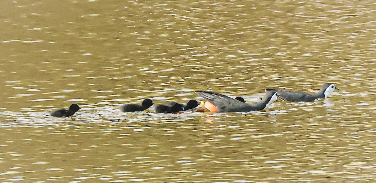 White-breasted Waterhen - Sanjay Gupta