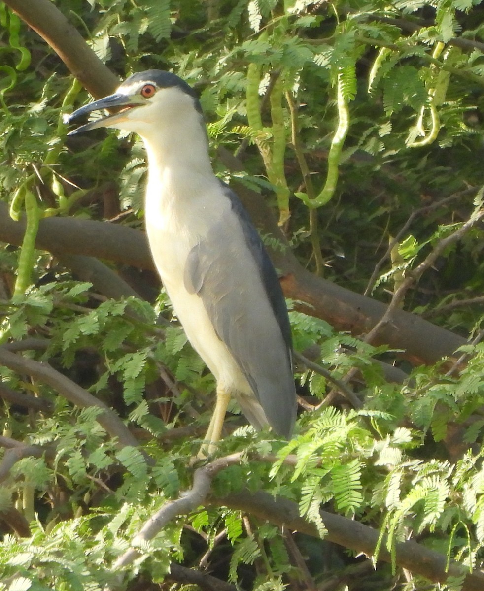 Black-crowned Night Heron - Prof Chandan Singh Dalawat