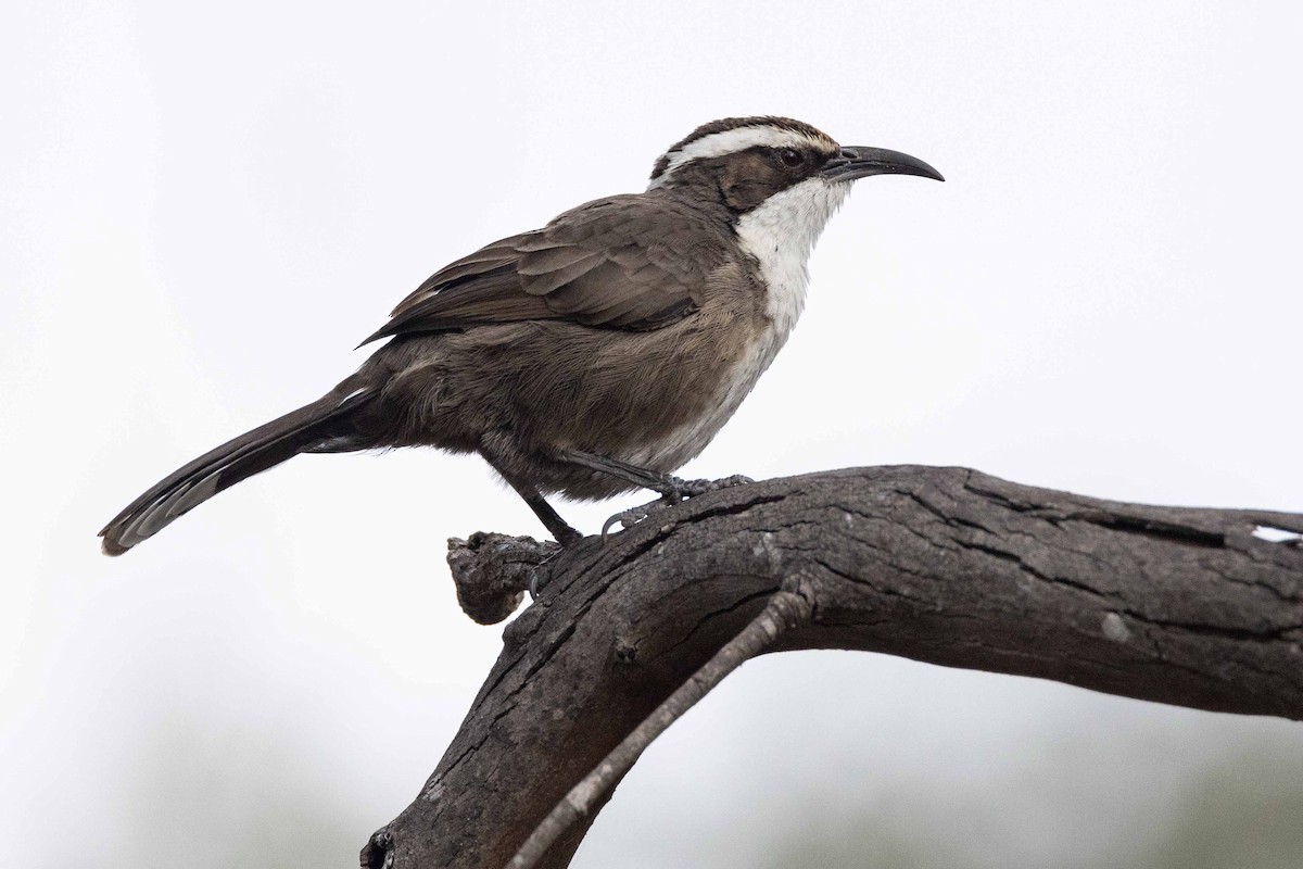 White-browed Babbler - Eric VanderWerf