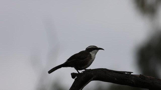 White-browed Babbler - ML618136321