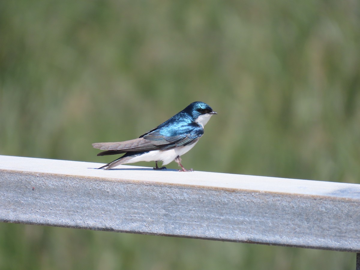 Tree Swallow - Ken S