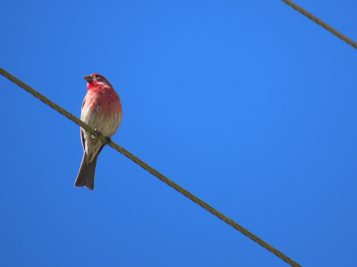 House Finch - Ken S