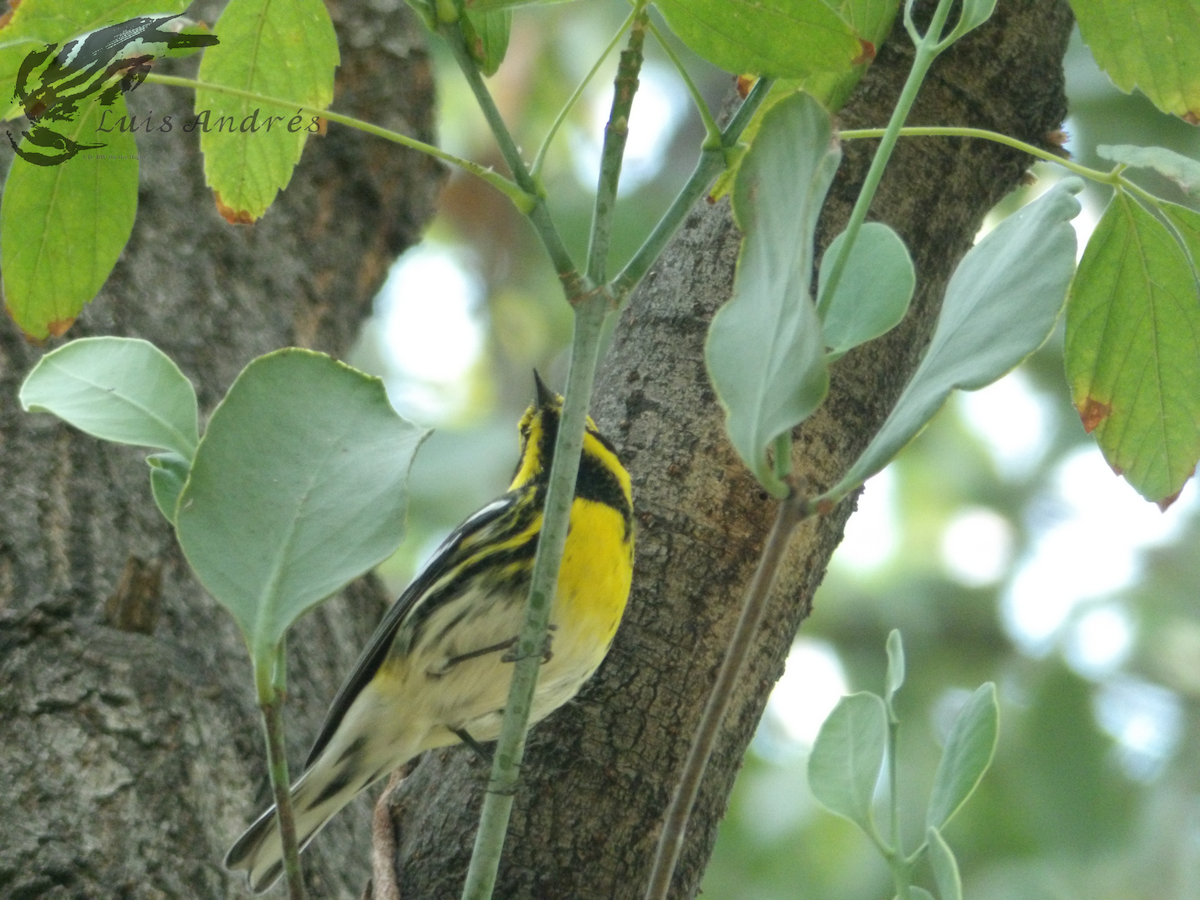 Townsend's Warbler - Luis Cuevas Romero