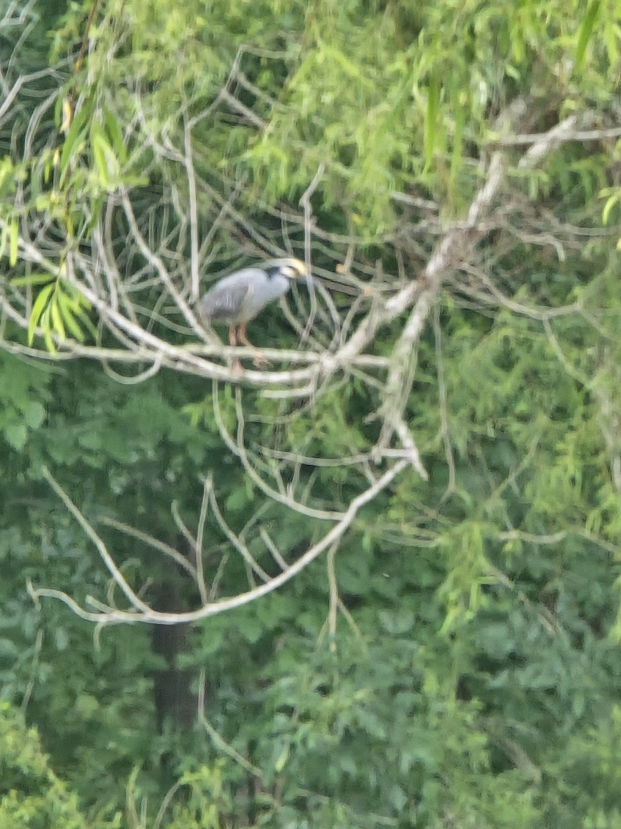 Yellow-crowned Night Heron - Cheryl Park