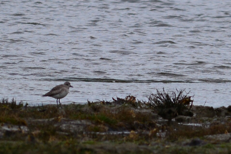 Black-bellied Plover - Simon Valdez-Juarez