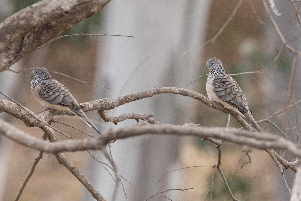 Peaceful Dove - Eric VanderWerf