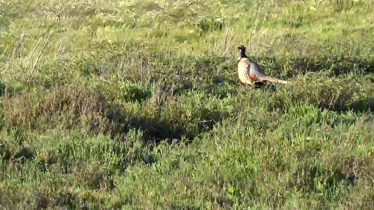 Ring-necked Pheasant - Bruce Schine