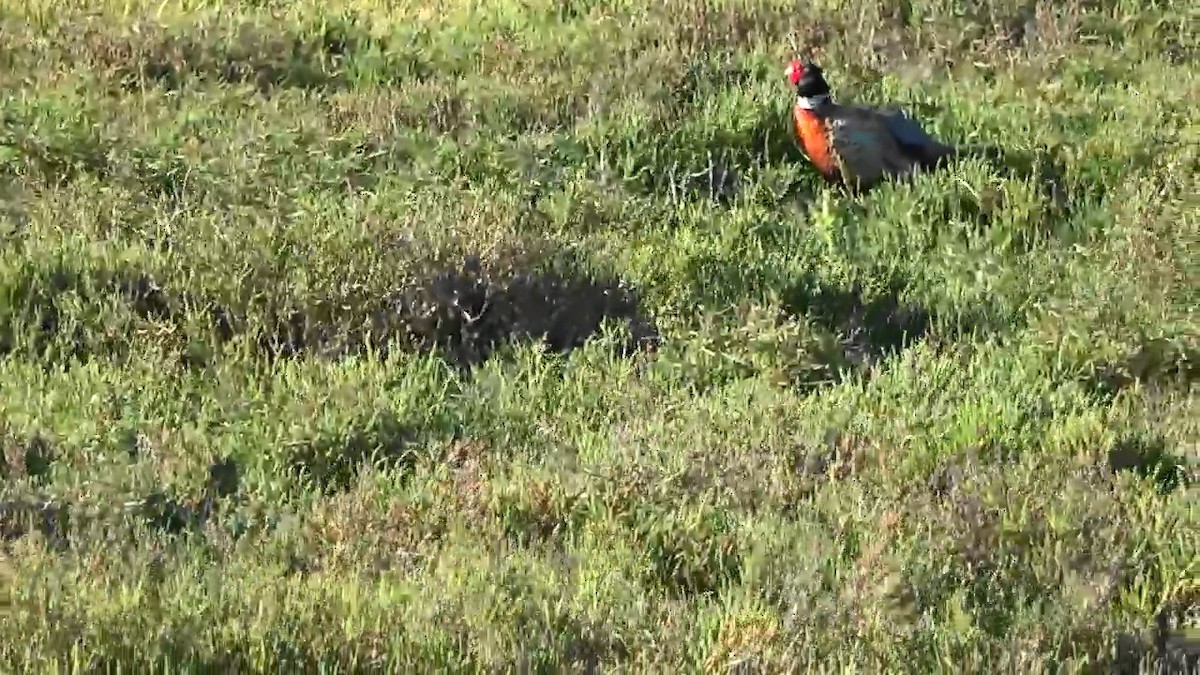 Ring-necked Pheasant - Bruce Schine