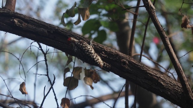 Yellow-crowned Woodpecker - ML618136395